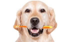 Dental care for old dog