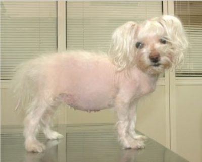 Foods to avoid with Cushing's disease dog foods to avoid with cushing's disease in dogs
