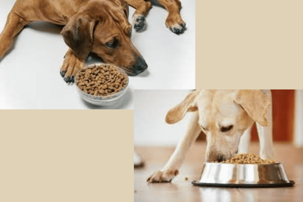 foods to avoid with cushing's disease in dogs