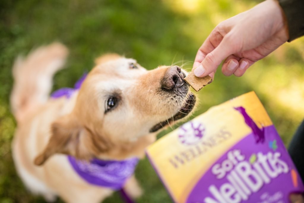 Wellness Brand Small Breed Dog Food Series Analysis