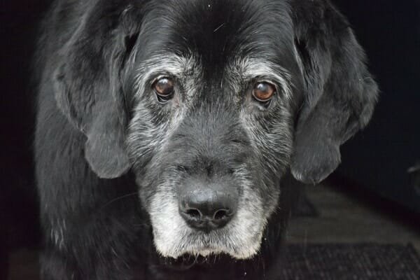 Best Dog Foods for Older Dogs