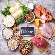 Protein for older dogs