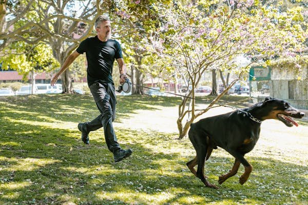 when do dobermans calm down ?