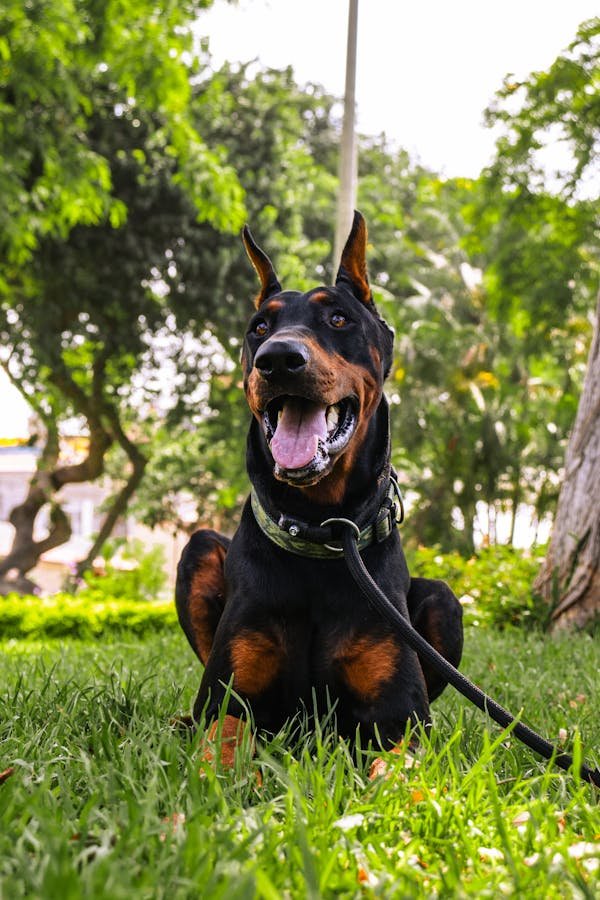 when-do-dobermans-calm-down